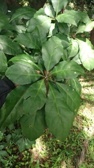 Pereskia
