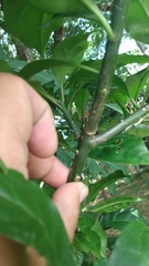 Pereskia
