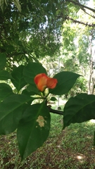 Pereskia