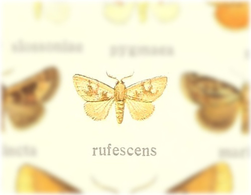 Isochaetes rufescens