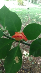 Pereskia