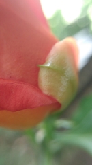 Pereskia