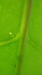 Pereskia