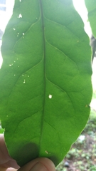 Pereskia