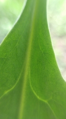 Pereskia