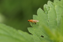 Psila fimetaria