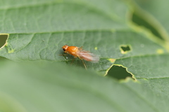 Psila fimetaria