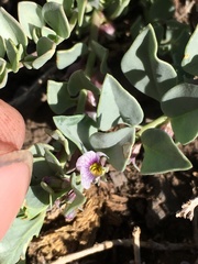 Melosperma andicola