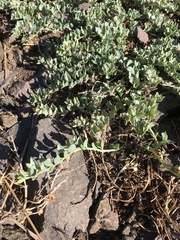 Melosperma andicola