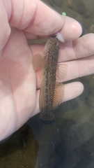 Bathygobius ramosus
