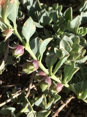 Melosperma andicola