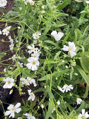Gypsophila elegans