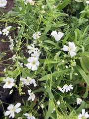 Gypsophila elegans