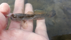 Bathygobius ramosus