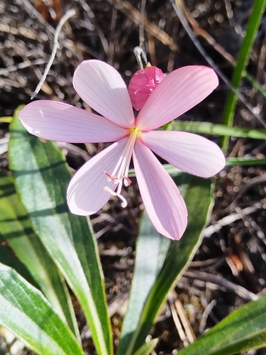 Sticky Satin (Geissorhiza schinzii)