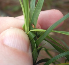 Peristoreus innocens