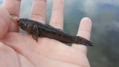 Bathygobius ramosus