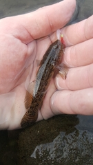 Bathygobius ramosus