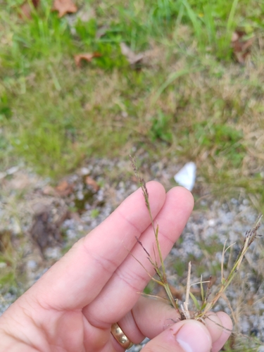 Eragrostis pilosa, photograph 2