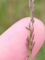 Eragrostis pilosa, photograph (c) Ljaž, some rights reserved (CC BY)
