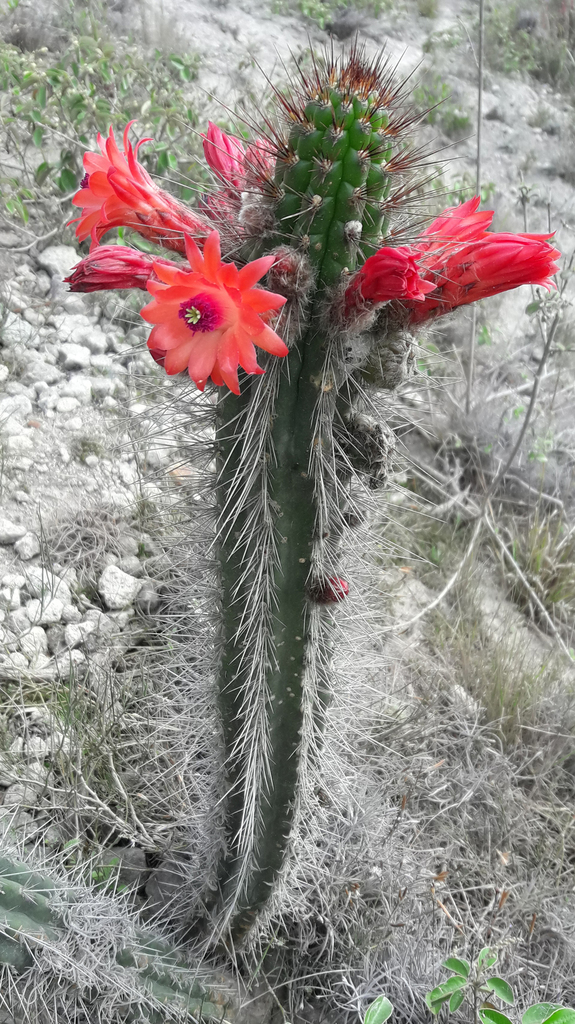 Borzicactus