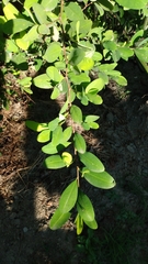 Erythroxylum coca