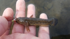 Bathygobius ramosus