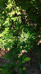 Erythroxylum coca