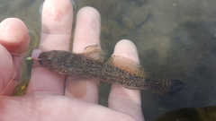 Bathygobius ramosus