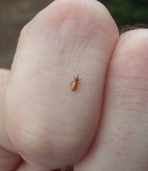 Peristoreus innocens