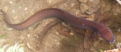 Indonesian Shortfin Eel photo 1