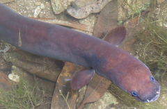 Indonesian Shortfin Eel photo 3