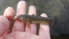 Bathygobius ramosus