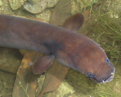 Indonesian Shortfin Eel photo 4