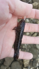 Bathygobius ramosus