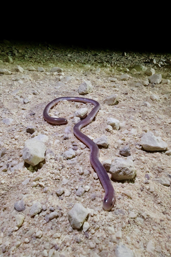 Pale-headed Blind Snake