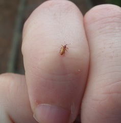 Peristoreus innocens