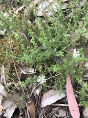 Acrotriche serrulata