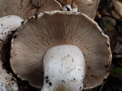 Cortinarius esculentus