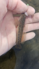 Bathygobius ramosus