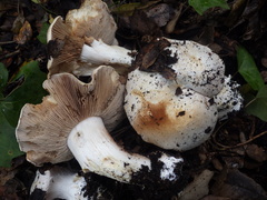 Cortinarius esculentus
