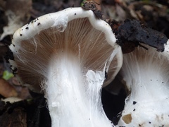 Cortinarius esculentus