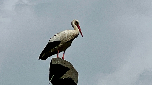European White Stork