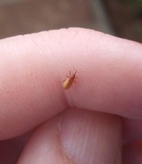 Peristoreus innocens