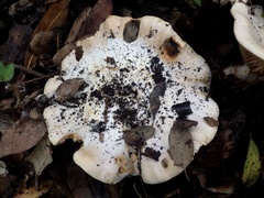 Cortinarius esculentus