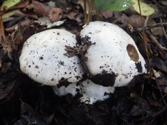 Cortinarius esculentus