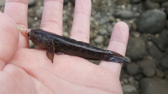 Bathygobius ramosus