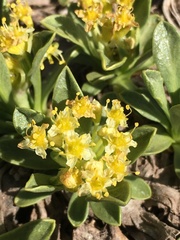 Azorella ruizii
