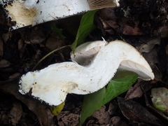 Cortinarius esculentus