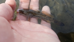 Bathygobius ramosus